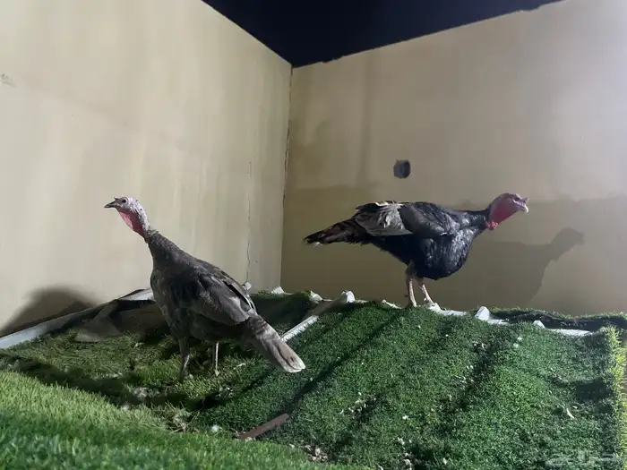 دجاج رومي للبيع شامل الذبح والتوصيل جدة 2