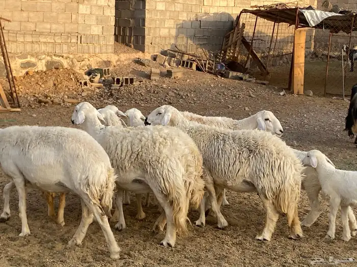 ضان حريات حرش ولد 6