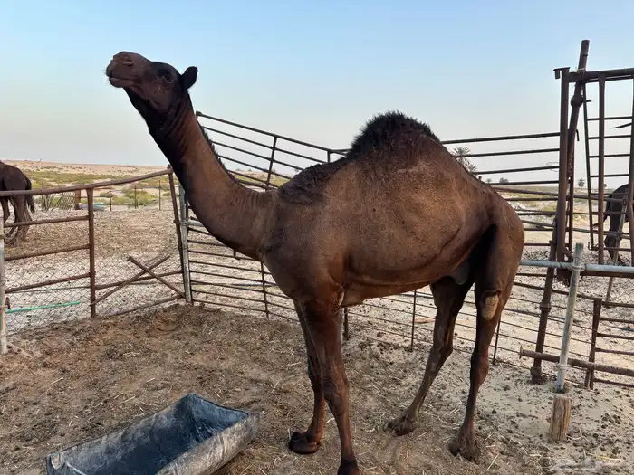 قعود للبيع 6