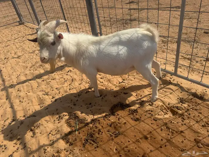 تيس قزمي تشيكي دم صافي اصل 0