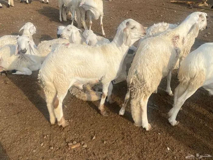 طليان دمازين سواكني 3