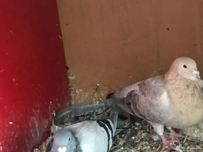 زوجين سوري بربري 4