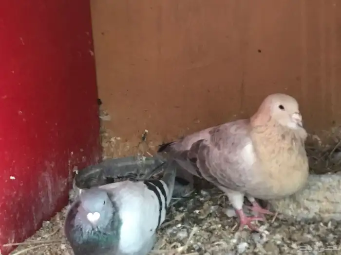 زوجين سوري بربري 0