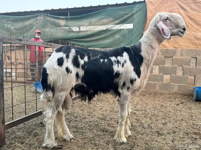 فحول نجد صنف تم البيع 1