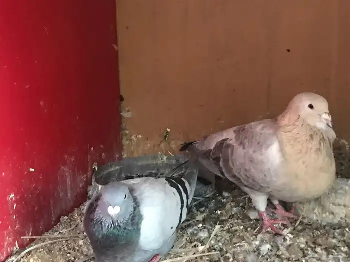 زوجين سوري بربري 3