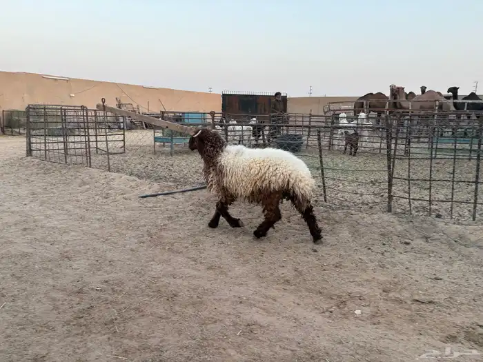 خروف نعيمي ذبيحه طيبه سومه 1150 3