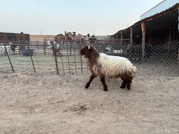 خروف نعيمي ذبيحه طيبه سومه 1150 2