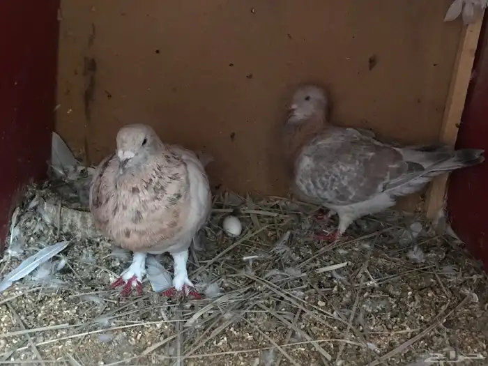 زوجين سوري بربري 1