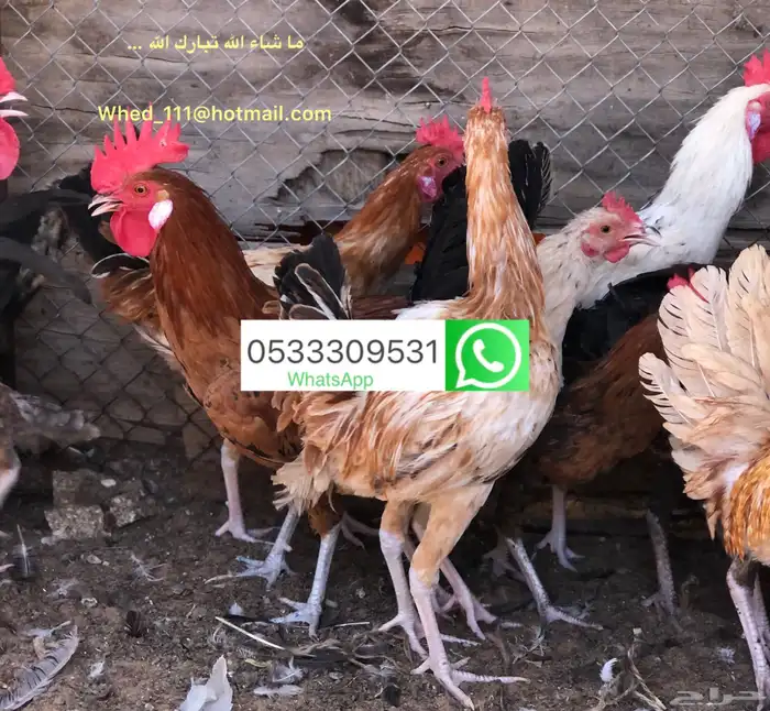 ديوك بلدي 23 حبة عنيزة 10 الى 9 شهور 0