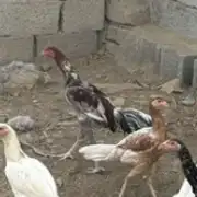 ديك سندي للبيع 5