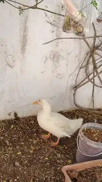 بطه للبيع 0