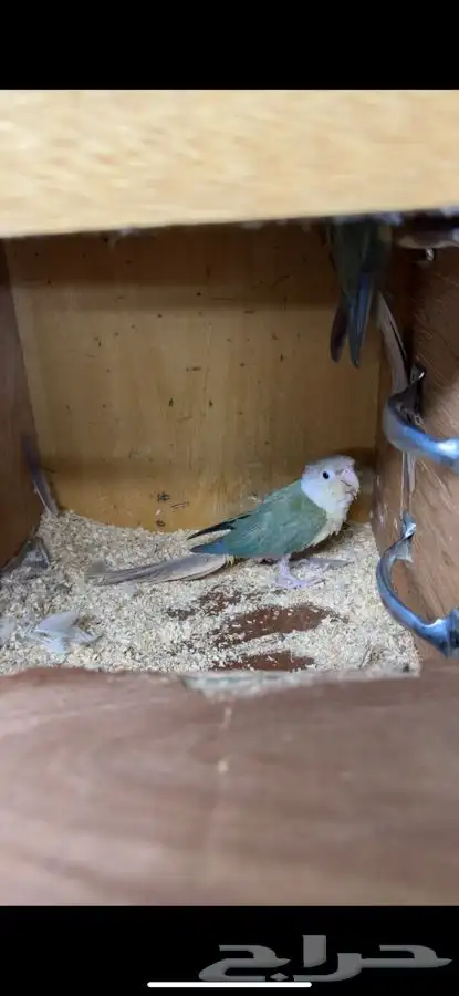 جوز كنيور منتج ومحلل 1