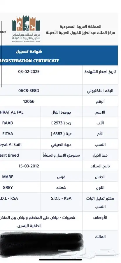 افراس جزيرية 1