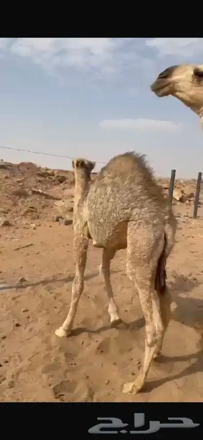 حاشي لباني للبيع 1