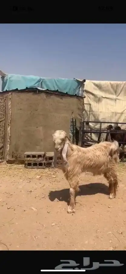 تيس 0