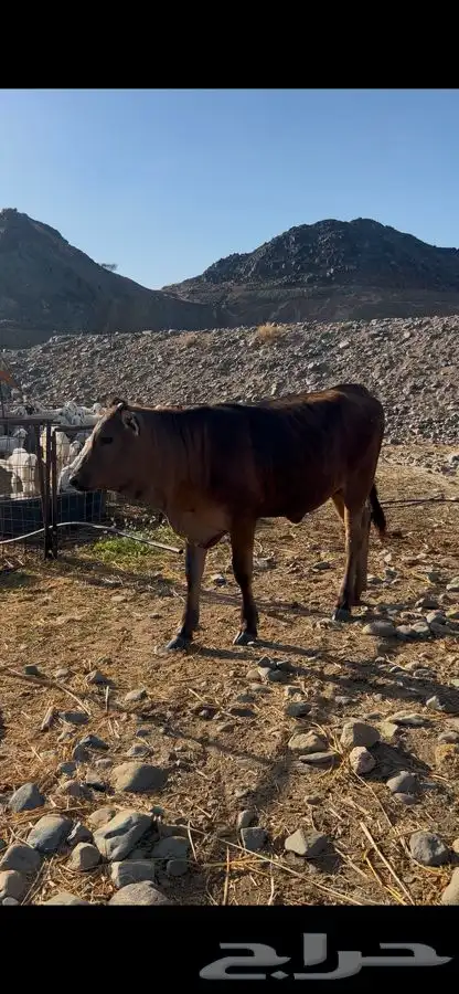 عجلة الام هولندية الاب سويس براون 0