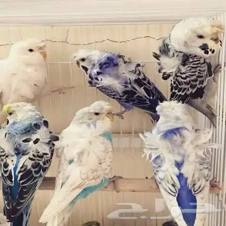 مطلوب بادجي هوقو 0