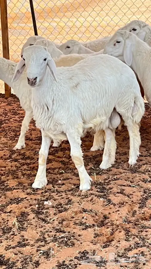 ابو عبدالله للذبايح 1