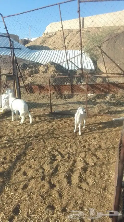 شاتين متابيع ثنتين عليها ثنين ضواحي خيبر الجنوب 0