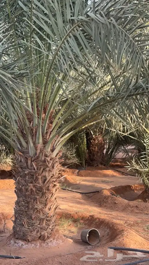 نخل مثمر خلاص للبيع. الطول مترين 1