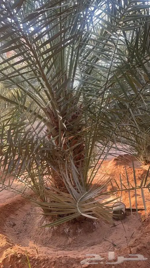نخل مثمر خلاص للبيع. الطول مترين 6