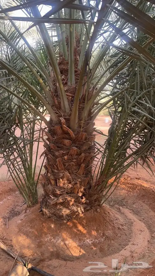 نخل مثمر خلاص للبيع. الطول مترين 7