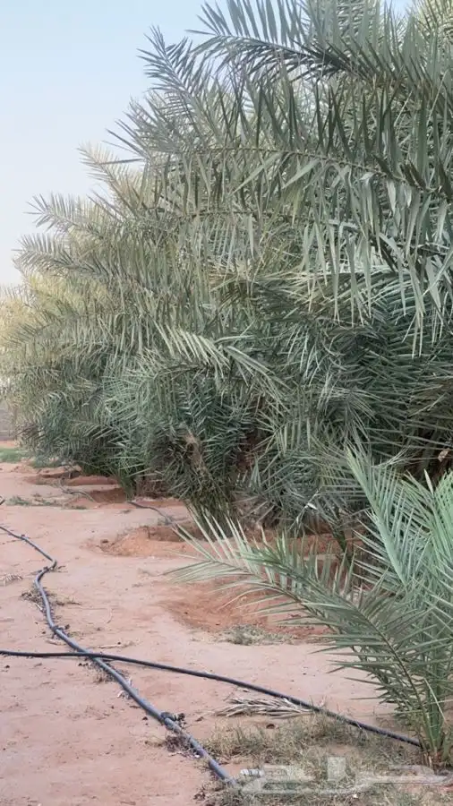 نخل مثمر خلاص للبيع. الطول مترين 0