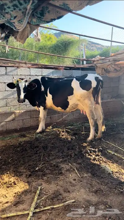 عجلة الام هولندية الاب سويس براون index