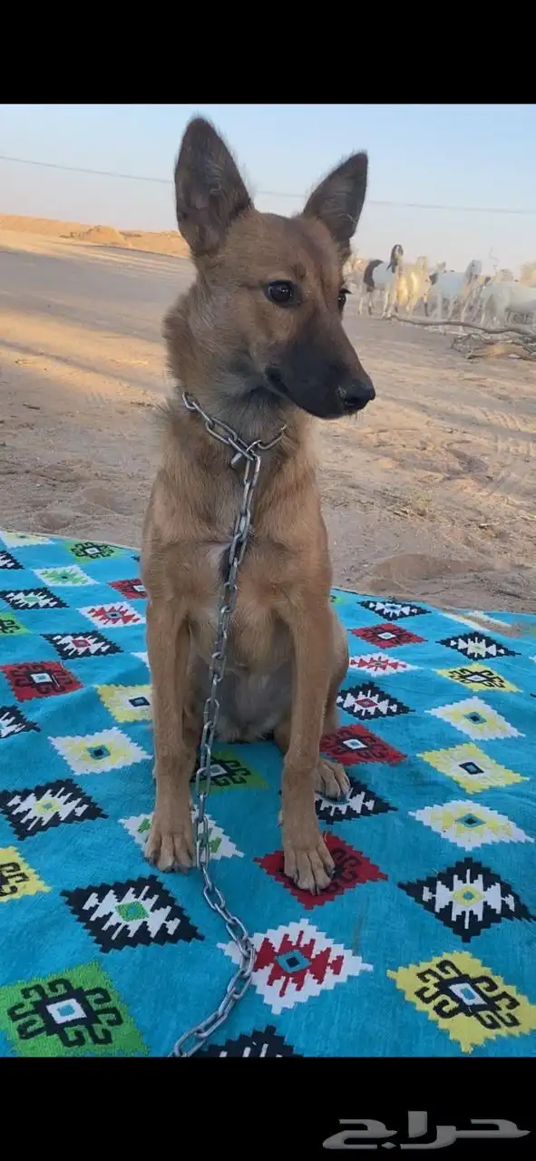 ذيب أنثى العمر 9 شهور 0