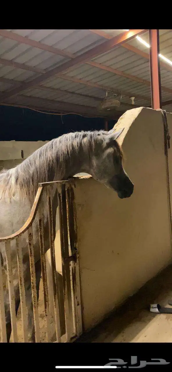 خيل عربي اوراق 2