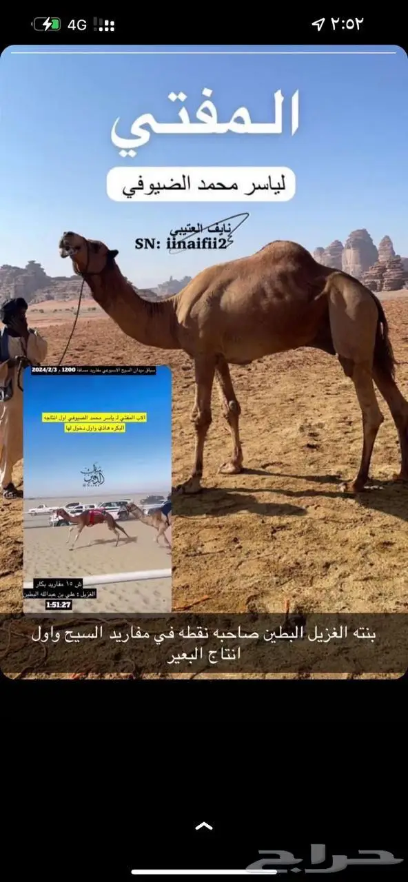 بكره جاهزه للعسف VIP سلالة 0