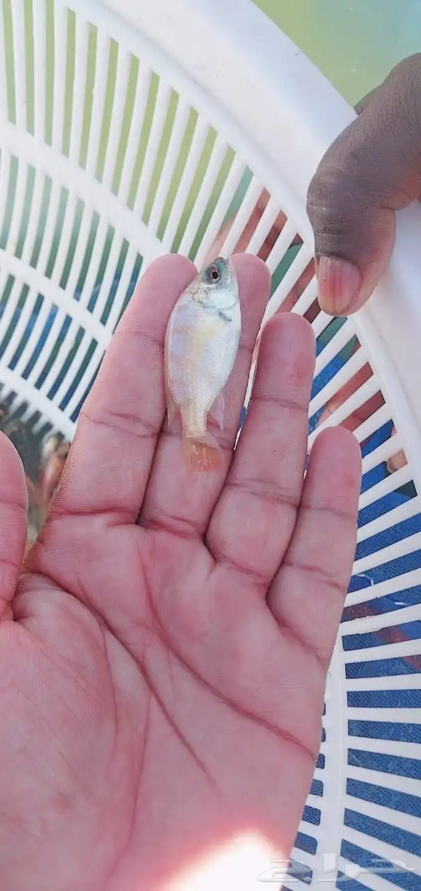 توفر و اخيرا زريعة بلطي احمر 2