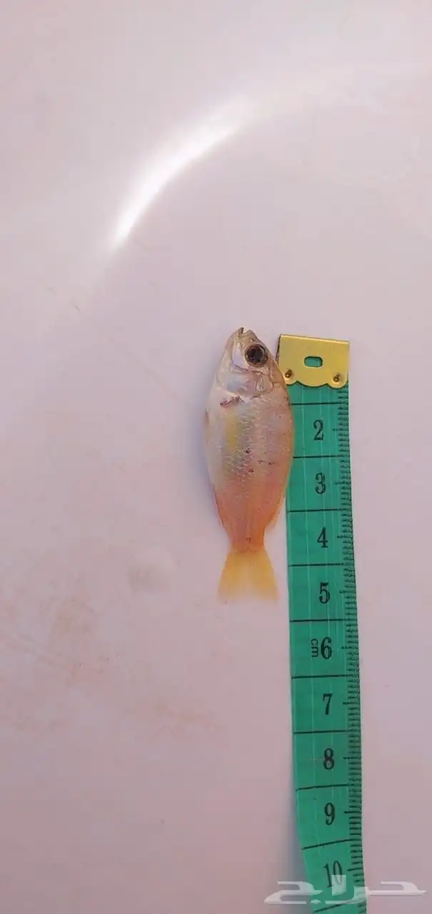 توفر و اخيرا زريعة بلطي احمر 1