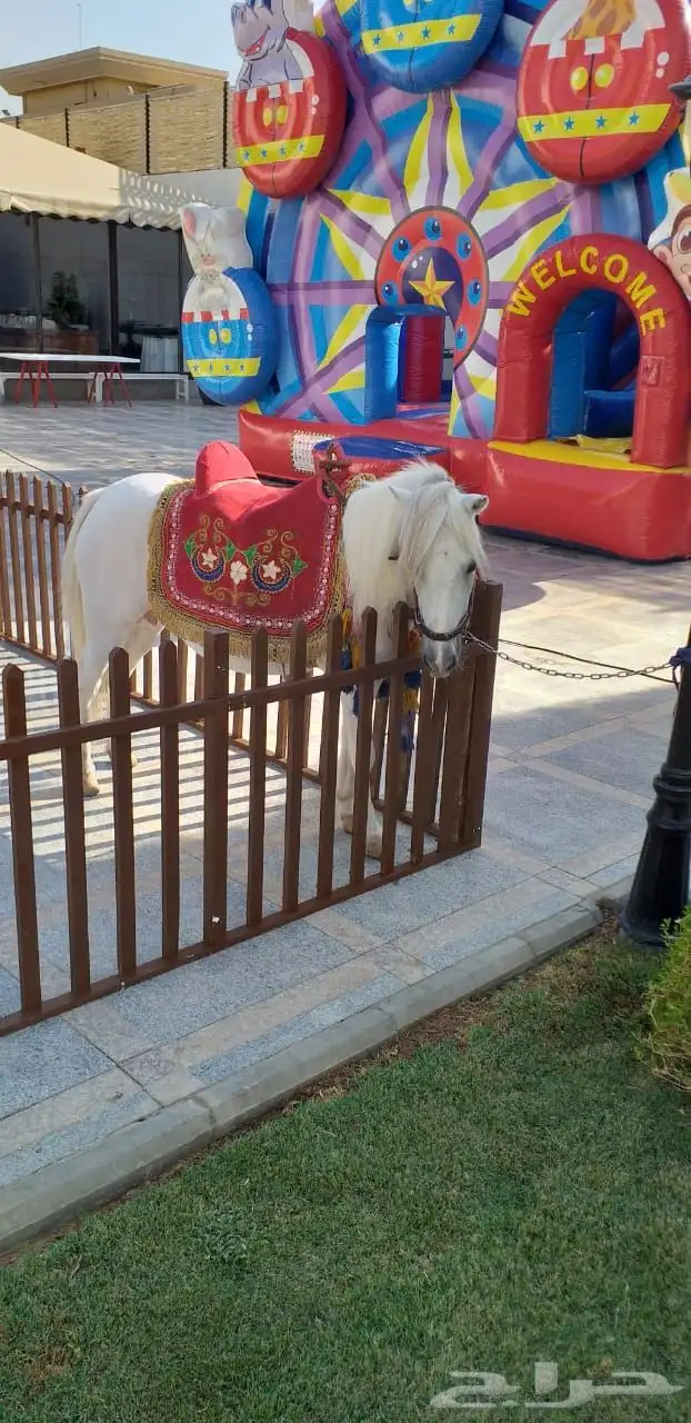 بوني خيل صغير ايجار 3