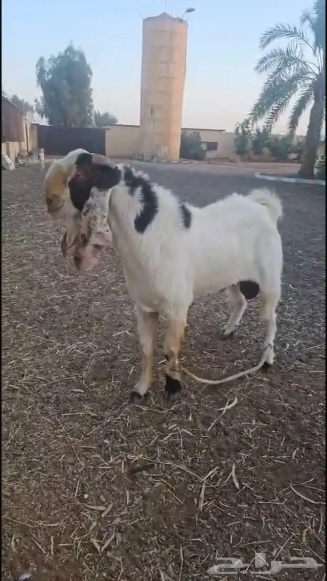 فحل مطور 0