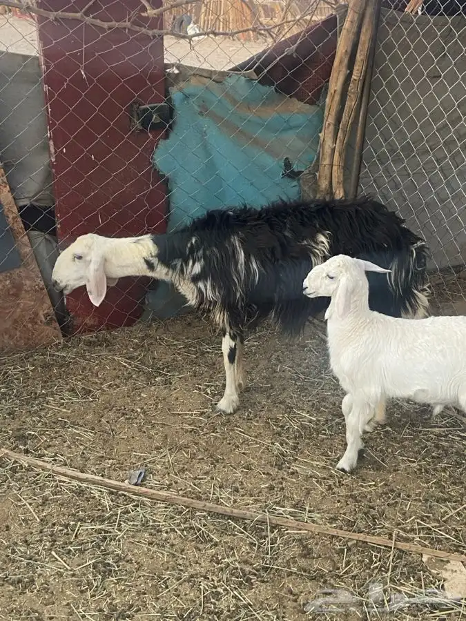 النوع   رخل حدرها طلى 4