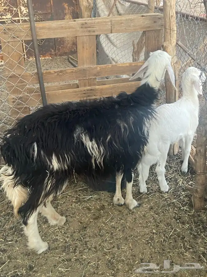 النوع   رخل حدرها طلى 6