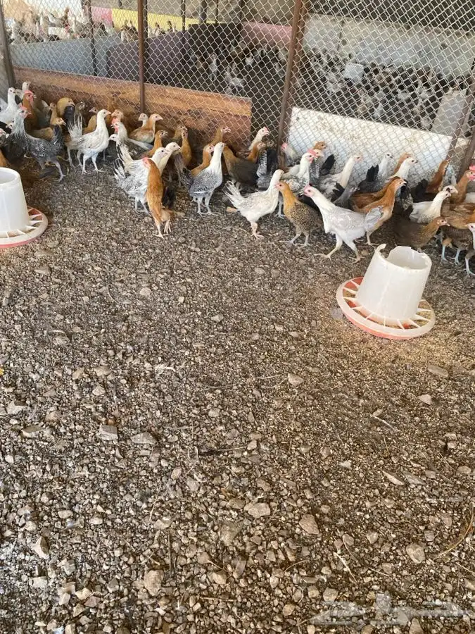 دجاج بلدي عمر ثلاث اشهر 1