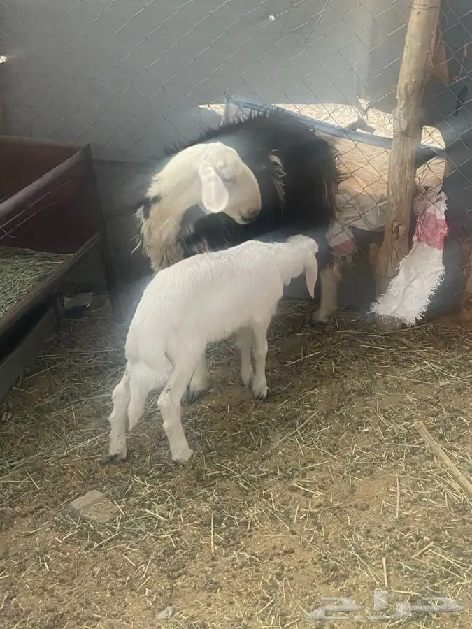 النوع   رخل حدرها طلى 7