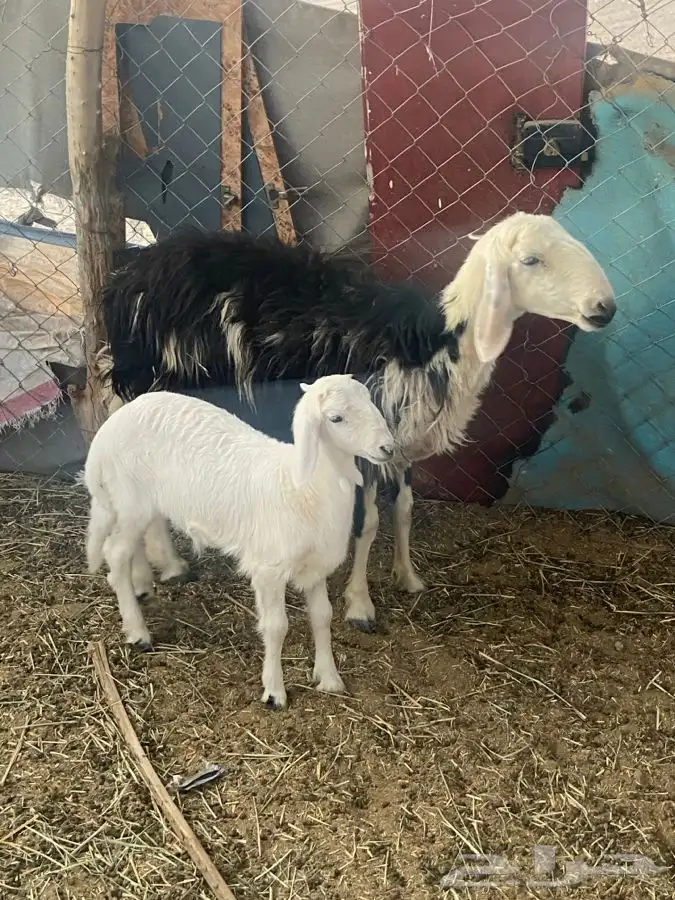 النوع   رخل حدرها طلى 0