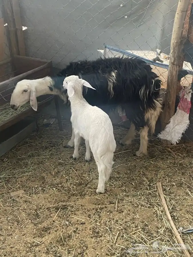 النوع   رخل حدرها طلى 2