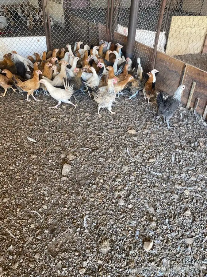 دجاج بلدي عمر ثلاث اشهر 0