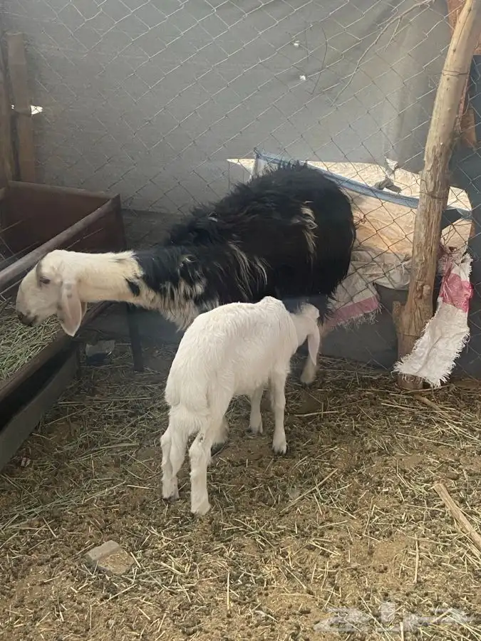 النوع   رخل حدرها طلى 3