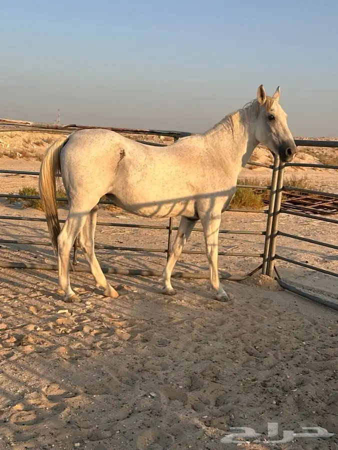 افراس جزيرية 0