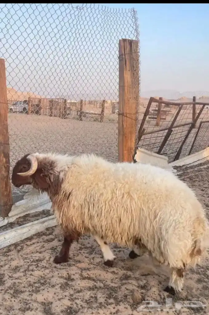 للبيع طليان بريه بلدي طيبه وسعر ممتاز 8