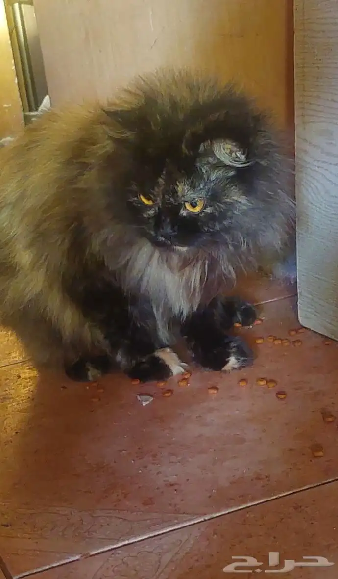 قطط للتبني 3