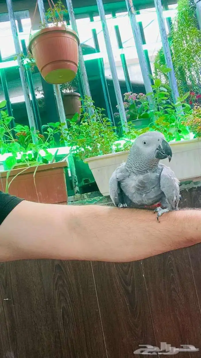 ببغاء كاسكو اليف 0