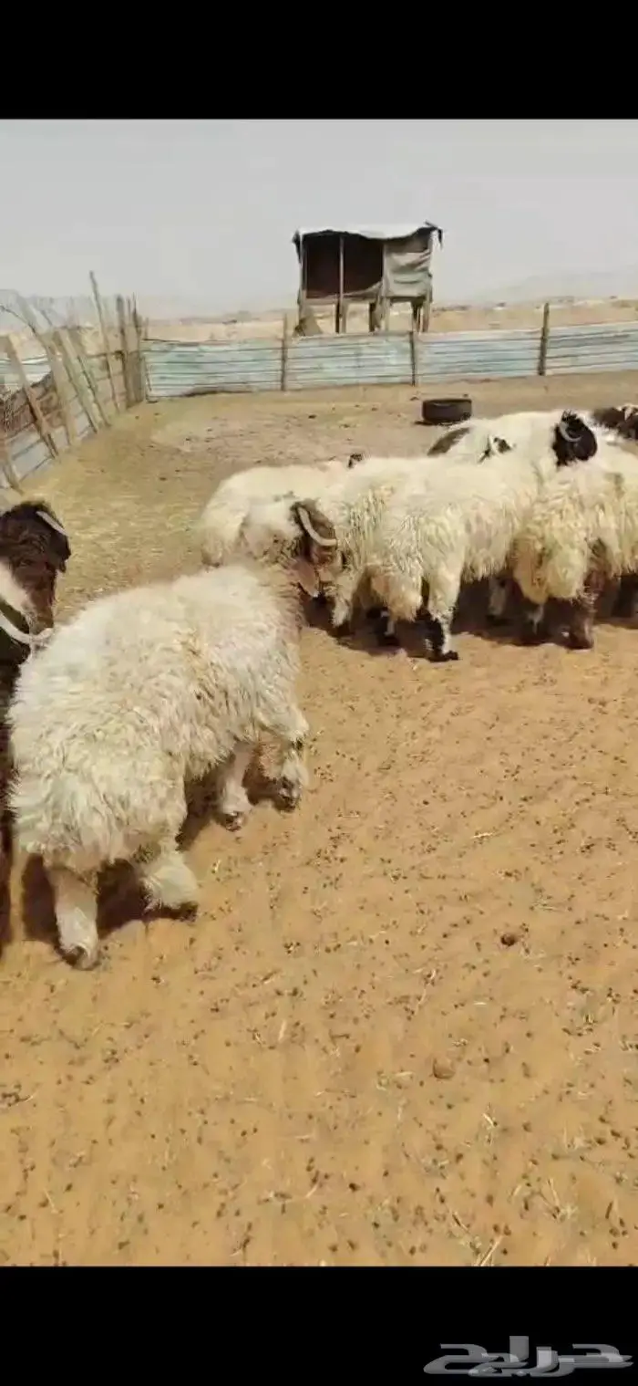 للبيع ذبايح نعيمي مع الذبح والتوصيل والتغليف لباب بيتك 2