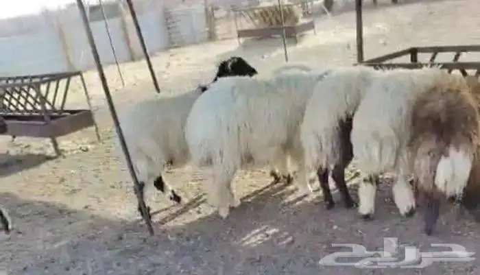 للبيع ذبايح نعيمي مع الذبح والتوصيل والتغليف لباب بيتك 7