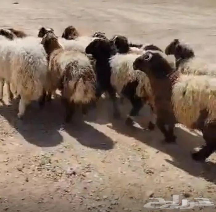 للبيع ذبايح نعيمي مع الذبح والتوصيل والتغليف لباب بيتك 10